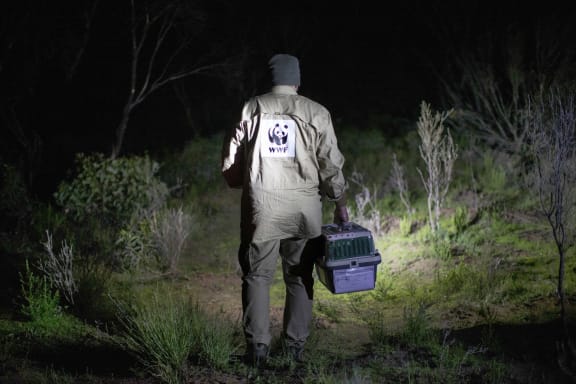 Darren Grover from WWF-Australia carries a brush-tailed bettong to a release site in Dhilba Guuranda-Innes National Park.

A group of critically endangered brush-tailed bettongs were flown more than 2,000 kilometres from Western Australia to a new home in Dhilba Guuranda-Innes National Park as part of Marna Banggara, an ambitious project to restore locally extinct species to South Australia’s Yorke Peninsula.