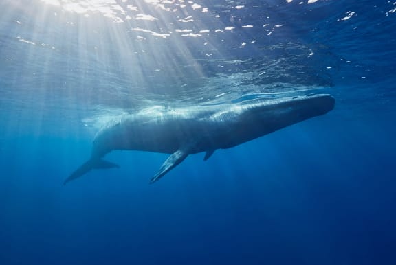 Blue whale near surface in Mirissa, Sri Lanka.