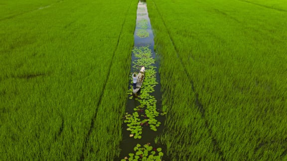 Floating rice field in Vietnam