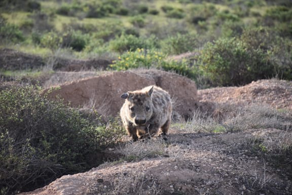 Darren Grover and Francesca Roncolato in Swan Reach wombat trapping with researcher David Taggart and 3 Phd students as part of a potential new project on climate impacted species.