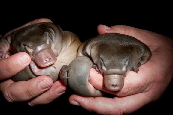 Two young platypus in hands