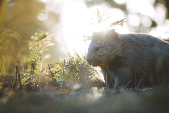Wombat on Maria Island, Tasmania