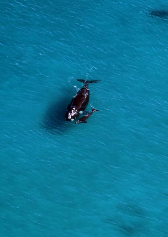 Southern right whale and calf. Logans Beach, Warrnambool