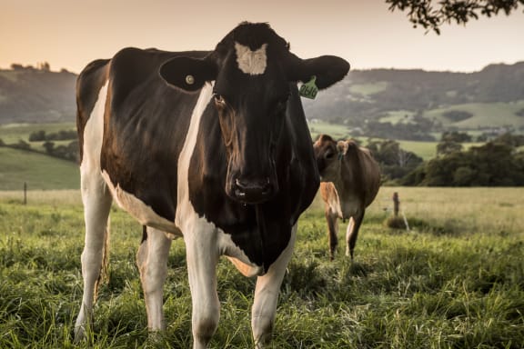 Cow on dairy farm in Jamberoo, New South Wales