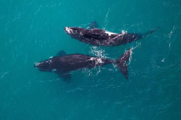 Two southern right whales (Eubalaena australis), one looking up at photographer. Ninety Mile Beach near Lakes Entrance, Victoria.