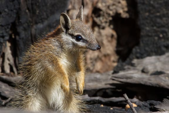 A juvenile numbat in the Dryandra Woodlands