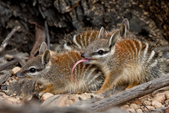 Juvenile numbats (Myrmecobius fasciatus) in the Dryandra Woodlands, Western Australia. September 2015.