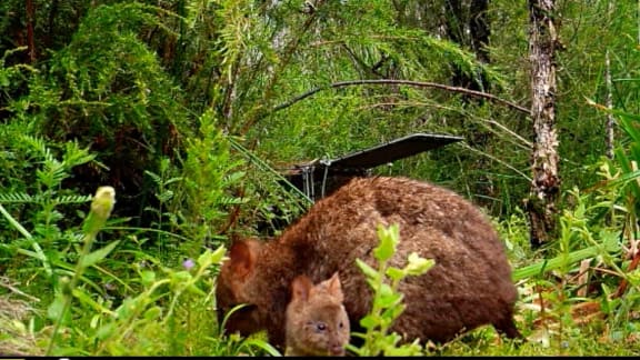 A young quokka joey discovered on sensor camera footage