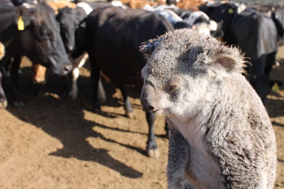 This koala was tossed and bitten by cattle while it was trying to cross the paddock. Southeast Queensland