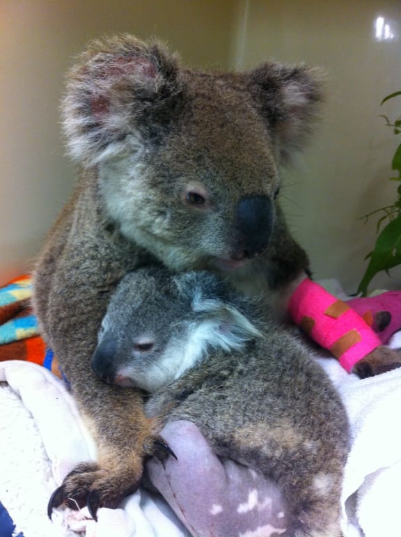 Harriett ad Taylor recovering after being trampled by horses, southeast Queensland