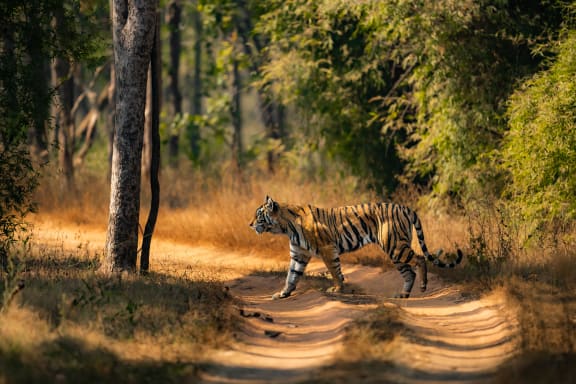 A wild tiger (Panthera tigris) crosses a dirt road in Bandhavgarh National Park, India. The tiger is walking across the frame with treesm jungle, and long dry grass in the background.