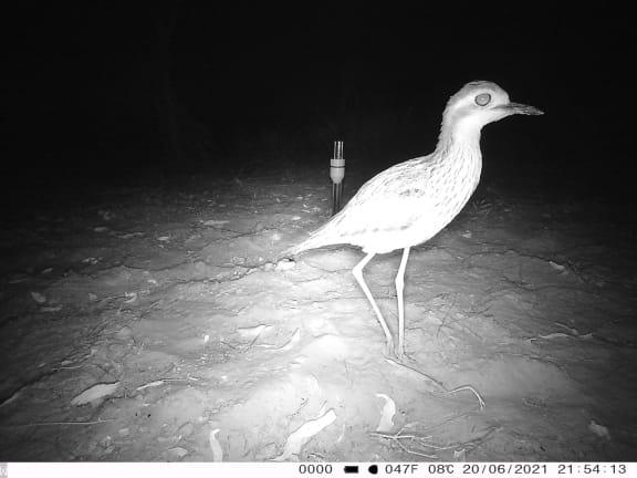Bush stone-curlew (Burhinus grallarius). Wilinggin IPA (Karunjie/Durack)