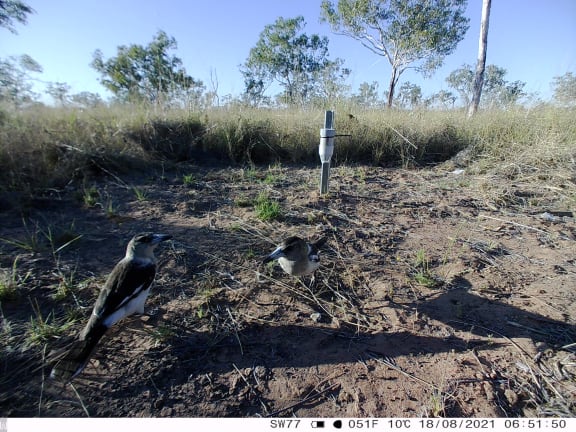 Pied butcherbird (Cracticus nigrogularis).
Wilinggin IPA (Karunjie/Durack)