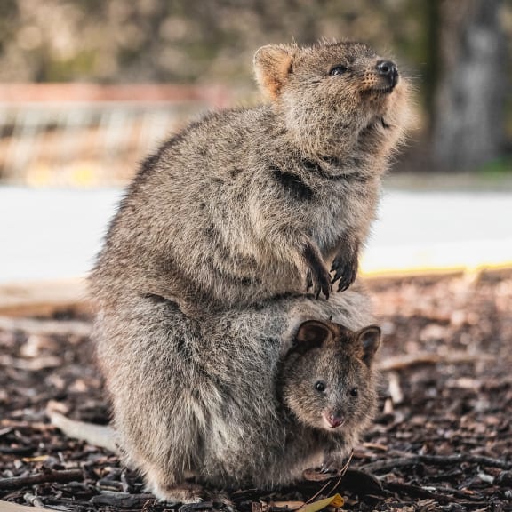 Smiling quokka with joey in pouch