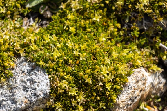 Alpine Stackhousia / Alpine candles - Stackhousia pulvinaris