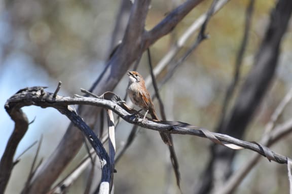 The mukarrthippi grasswren is Australia’s rarest bird