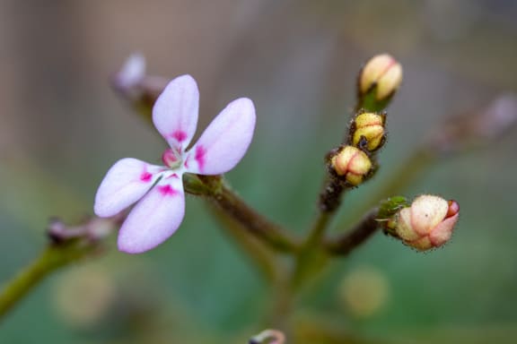 Stylidium amabile