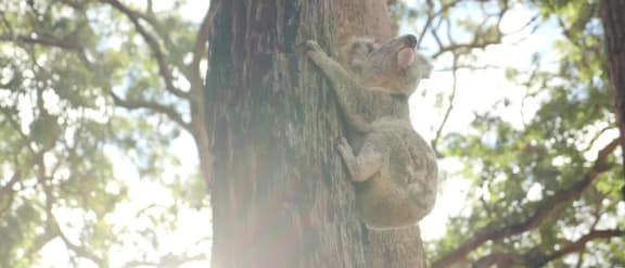 Koala in a tree