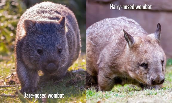 The three species of wombat fall into two categories: bare-nosed (left) and hairy-nosed (right).