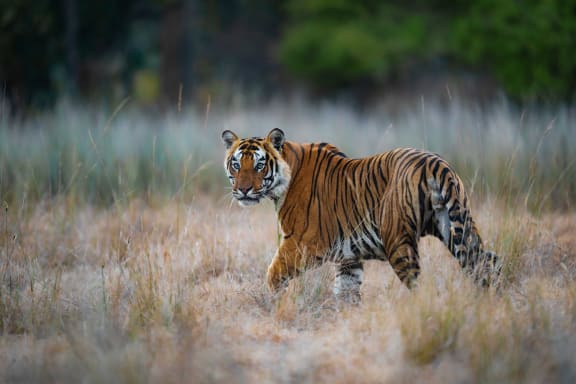 A wild tiger prowls through long dry grass with its face turned towards the camera in Bandhavgarh National Park, India