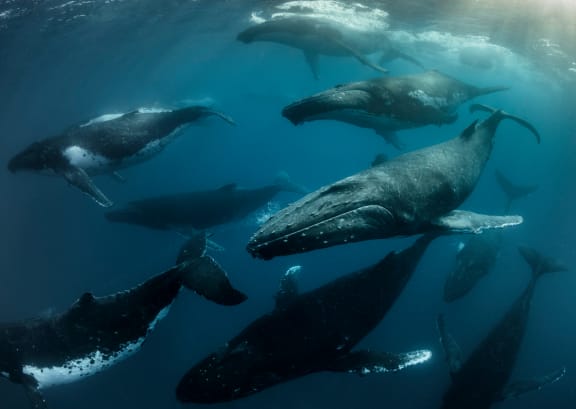 Southern Humpback Whale heat run, Kingdom of Tonga.