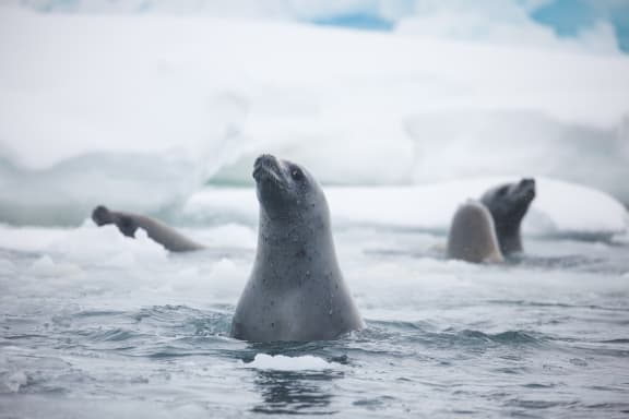 Crabeater seals (Lobodon carcinophagus) swimming in the water, Antarctic Peninsula, December 2018.