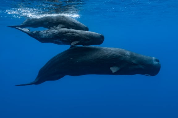 A sperm whale and two young ones swimming under the surface, on November 10, 2011 in Mauritius Island, Indian Ocean