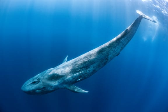 Blue whale (Balaenoptera musculus) swims beneath the surface of the ocean.  Indian Ocean, off Sri Lanka.