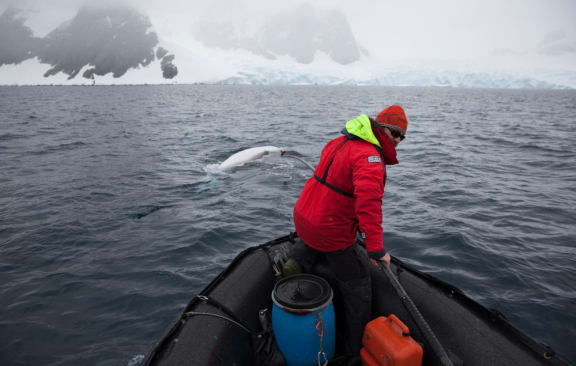 Dr Ari Friedlaender, Associate Professor, UC Santa Cruz (USA) attaching a 'whale cam' to an Antarctic minke whale (Balaenoptera bonaerensis), Antarctic Peninsula.
