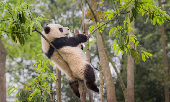 Portrait of a giant panda (Ailuropoda melanoleuca) in a tree at Bifengxia Panda Base, Sichuan, China