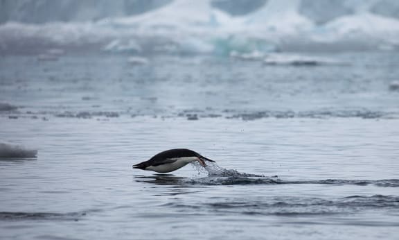 Adelie penguin (Pygoscelis adeliae) taking a dive, Antarctic Peninsula, January 2018