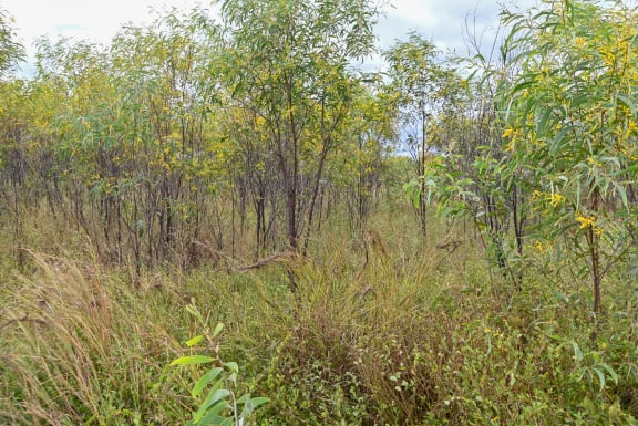 Land overtaken by wattles after historic clearing of mature trees on Jervoise Station. Cultural burning can restore pasture to this area