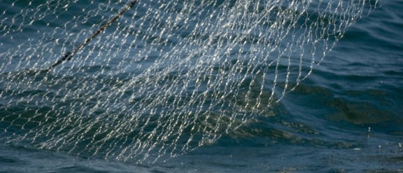 The vaquita population has been declining steadily due to accidental bycatch in gillnets.