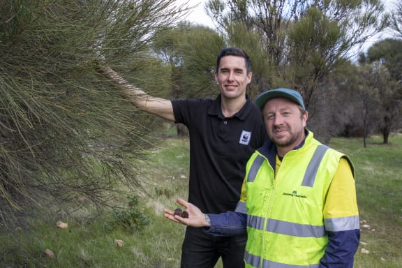 Ben Sanders and Andrew Woodroffe amid a growing stand of drooping sheoaks