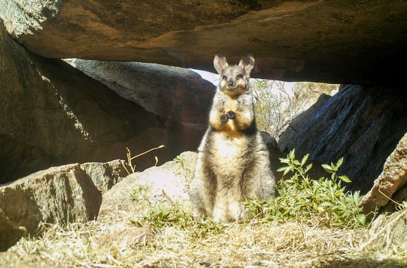 Black-flanked rock-wallaby in the Kellerberrin Area, Southwest Australia’s central Wheatbelt granites.