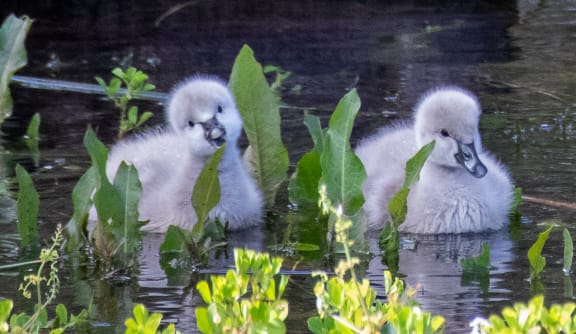 Black swan cygnets at Lake Gwelup Nature Reserve