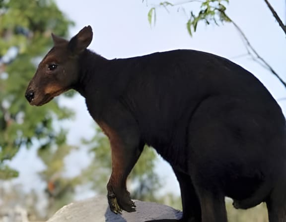 The black wallaroo, also known as Bernard's wallaroo or Woodward's wallaroo