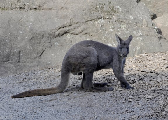 The black wallaroo, found in a limited range in the Northern Territory, holds special significance for Aboriginal groups in the Arnhem Land region.