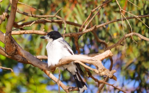 The butcher bird (Cracticus torquatus) at Lake Gwelup Nature Reserve
