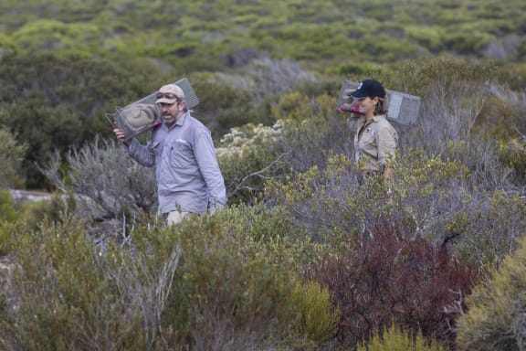 Carrying traps to monitor brush-tailed bettongs in Dhilba Guuranda-Innes National Park