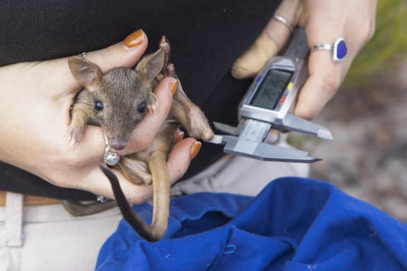 Chloe Frick measures a juvenile male bettong