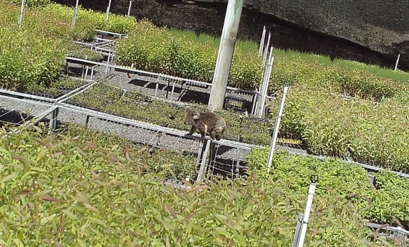 A sensor camera image of a weekday raid by Claude, the increasingly brazen “leaf thief”.