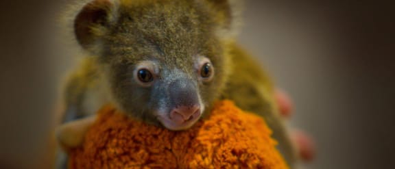 Orphan koala joey, southeast Queensland