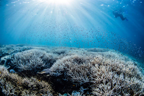Coral bleaching on the Southern Great Barrier Reef