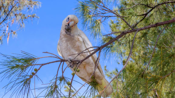 Corella at Lake Gwelup Nature Reserve