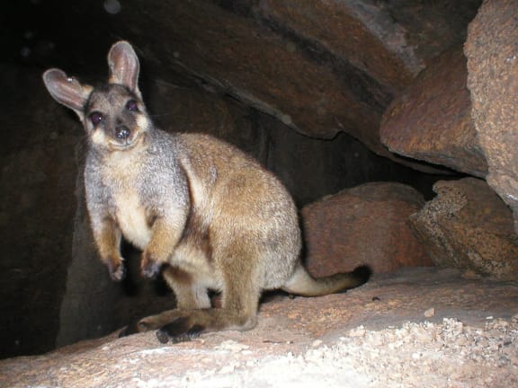 Black-flanked rock-wallaby, Southwest Australia’s central Wheatbelt granites