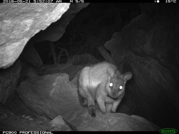 Black-flanked rock-wallaby caught on sensor camera, Kalbarri National Park