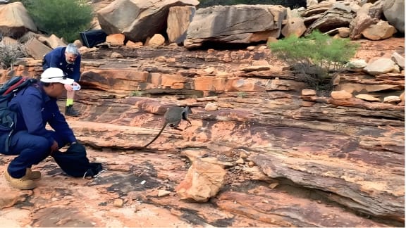 Rock-wallaby being released in Kalbarri.