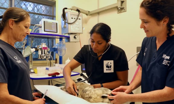Dr Prishani Vengetas tending to a flood-impacted koala at Friends of the Koala