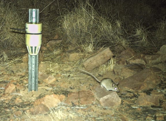 Dunnart species.
Wilinggin IPA (Karunjie/Durack)